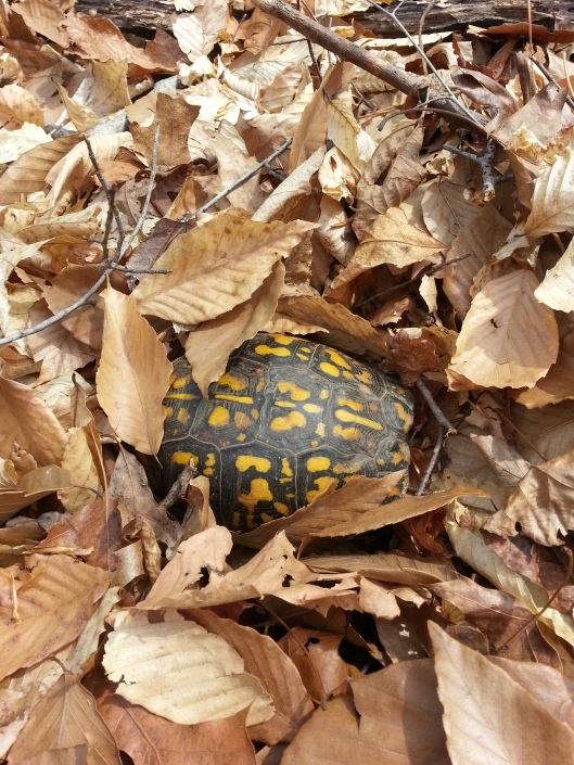 Almost stepped on this Eastern Box Turtle taking a nap...
