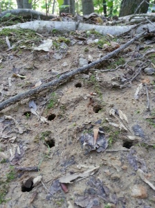Cicadas emerge after seventeen years by digging out from below...
